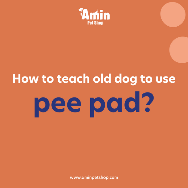 Train older dog to use hotsell pee pad