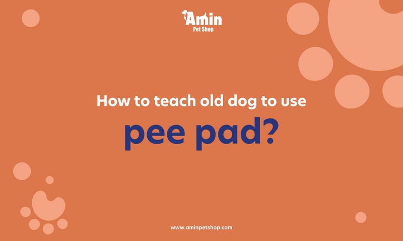 How to teach old dog to use pee pad