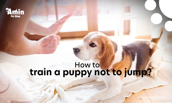 How to train a puppy not to jump?