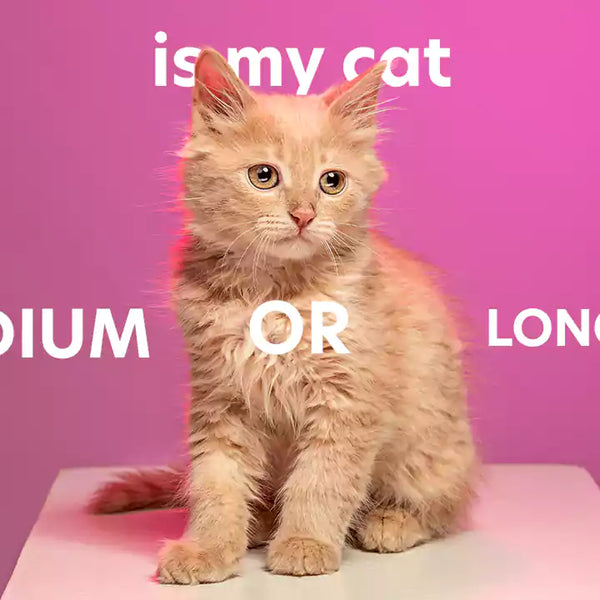 Is My Cat Medium or Long Hair The Furry Truth Revealed