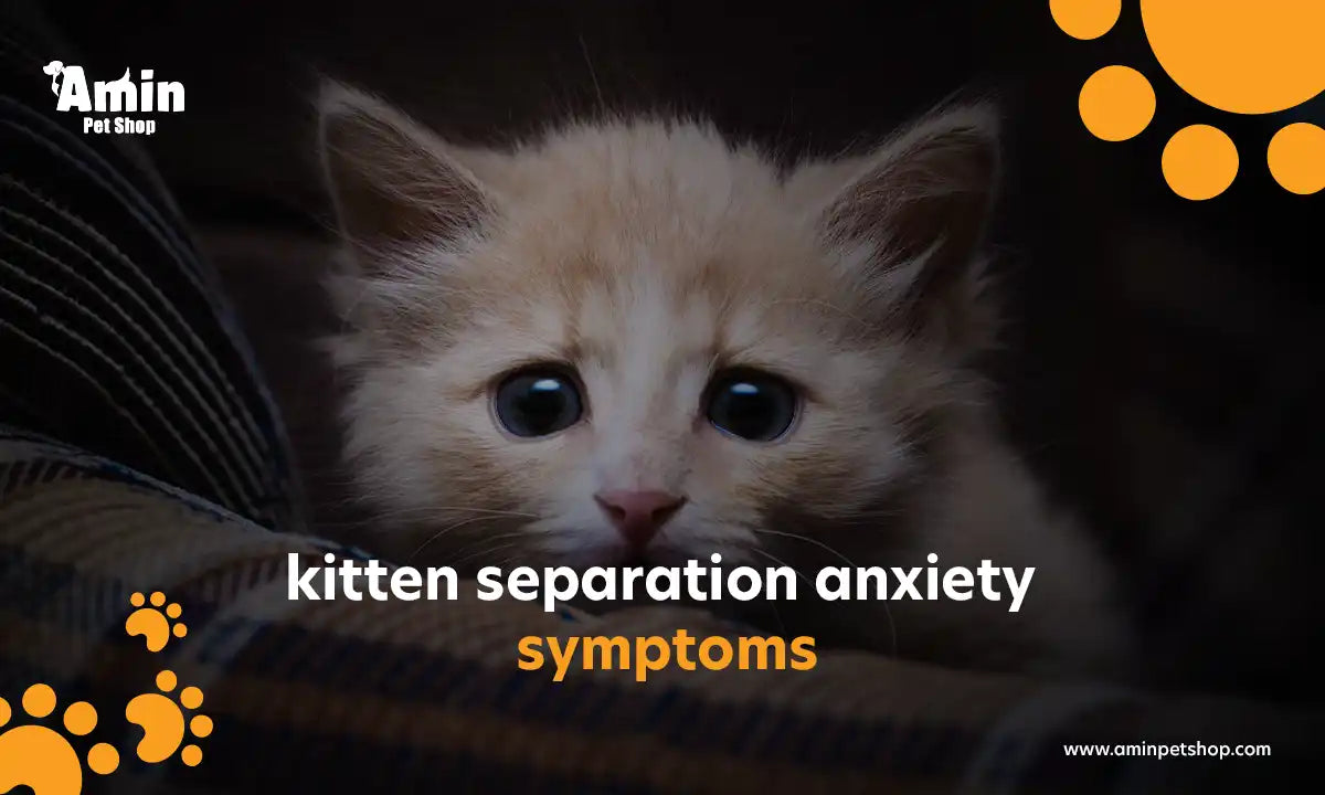 Kitten separation anxiety symptoms