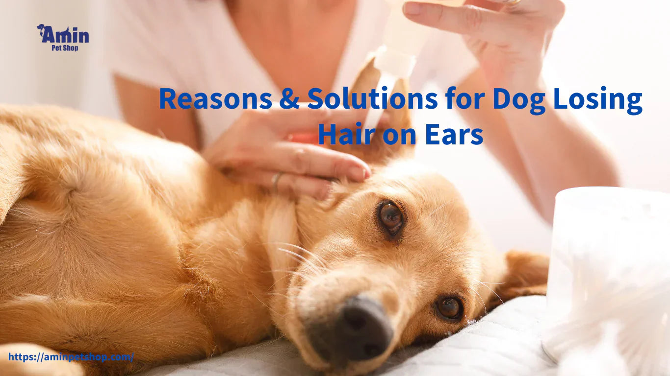 dog losing hair on ears