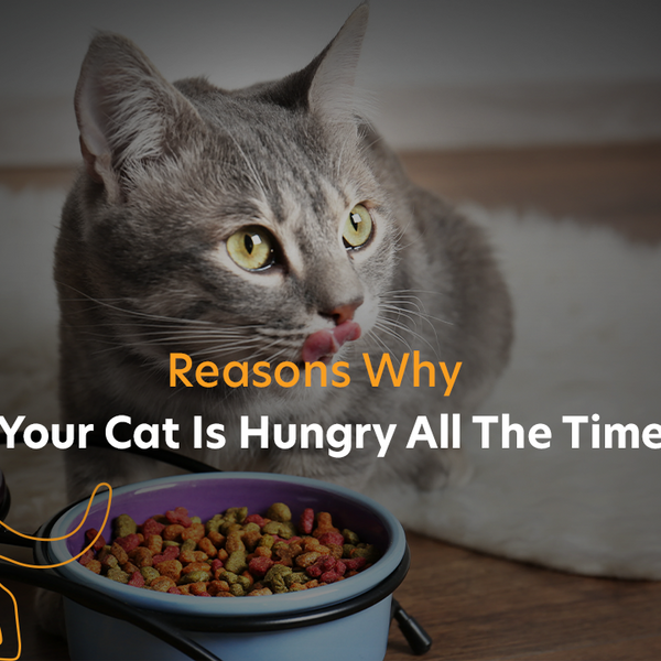 Cat is hungry deals
