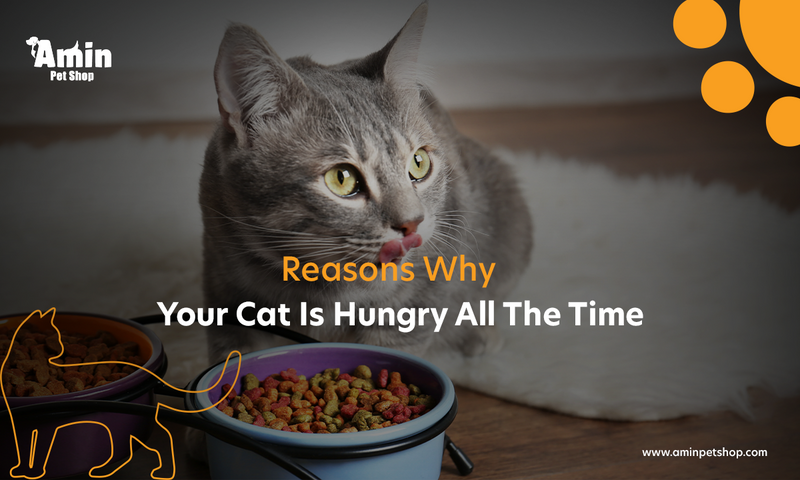Why is my cat hungry all the time?  Reasons, Signs & Tips To Use