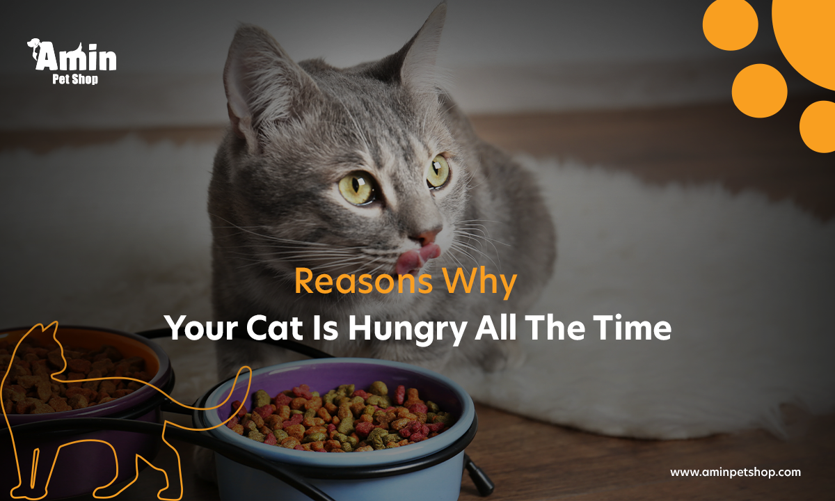 Why Is My Cat Hungry All The Time? Signs & Tips To Use