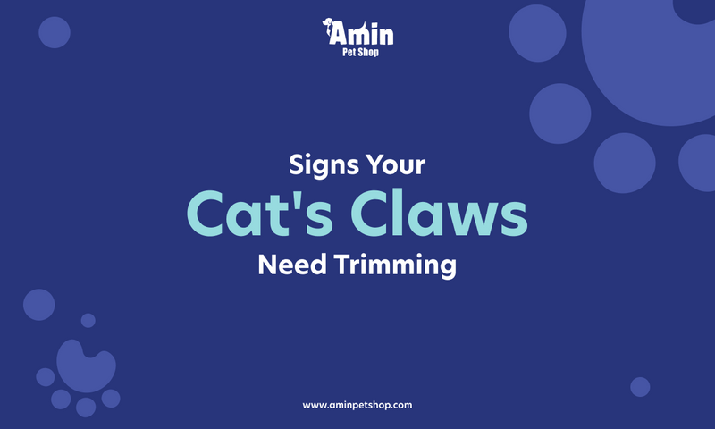 Should I Clip My Cat's Claws