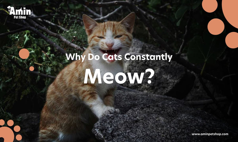 Why do cats constantly meow?