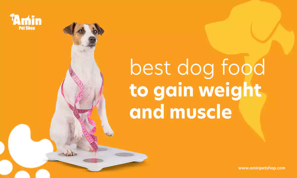 best dog food to gain weight and muscle