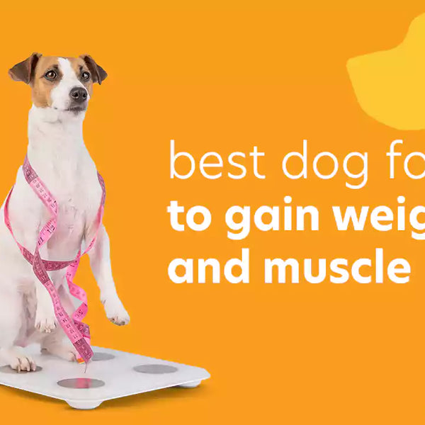 Best dog food for underweight dogs clearance