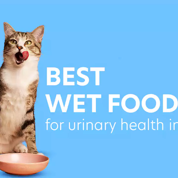 4 Best Wet Food For Urinary health in Cats Our Top Picks