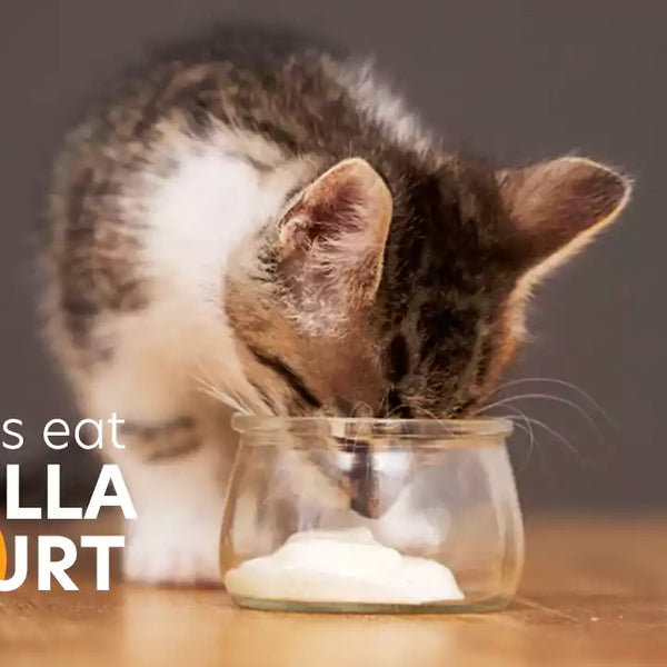 Can Cats Eat Vanilla Yogurt A Guide for Cat Owners