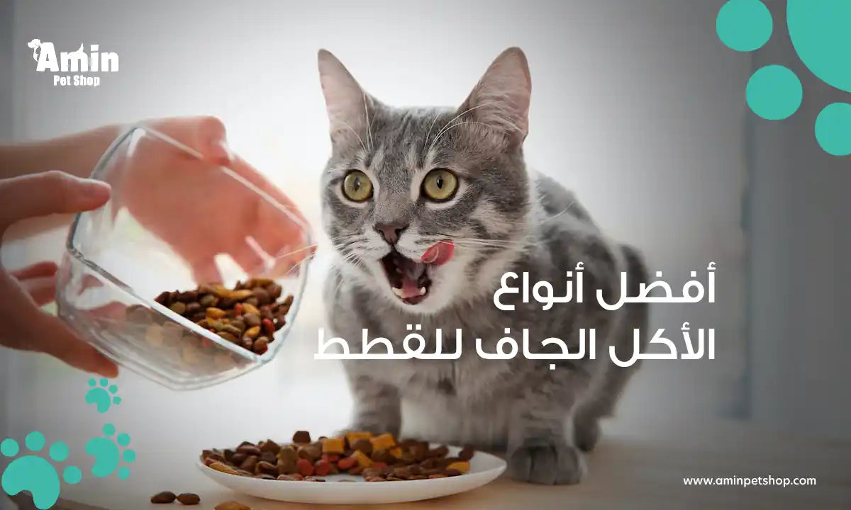 افضل انواع الاكل الجاف للقطط