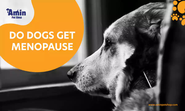do dogs get menopause