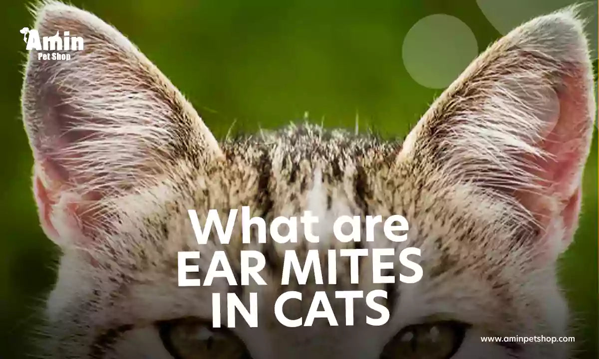 ear mites in cats