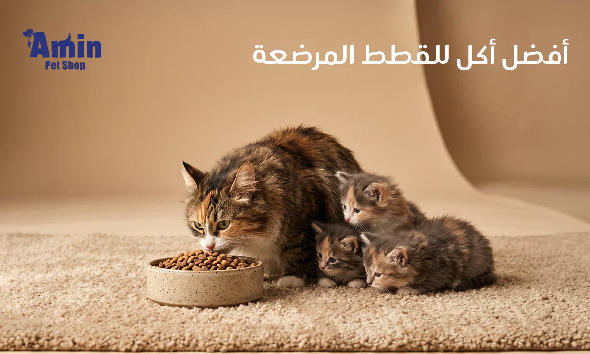 أفضل أكل للقطط المرضعة