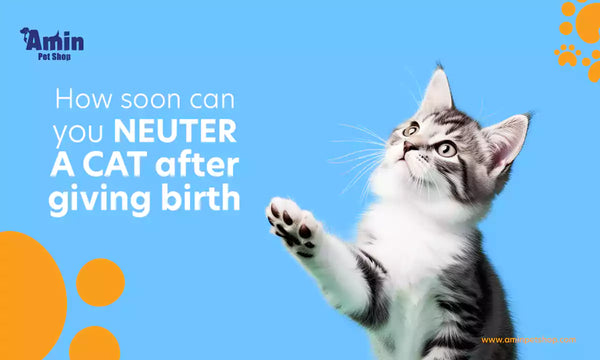 how soon can you neuter a cat after giving birth