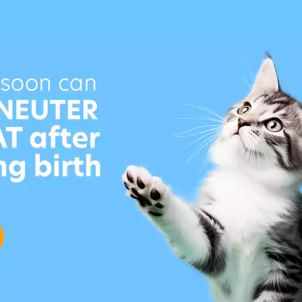 When can i spay my deals cat after giving birth