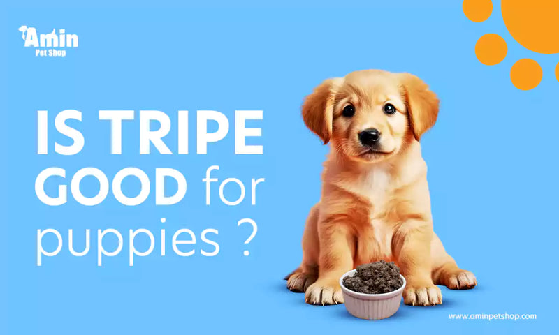 is tripe good for puppies