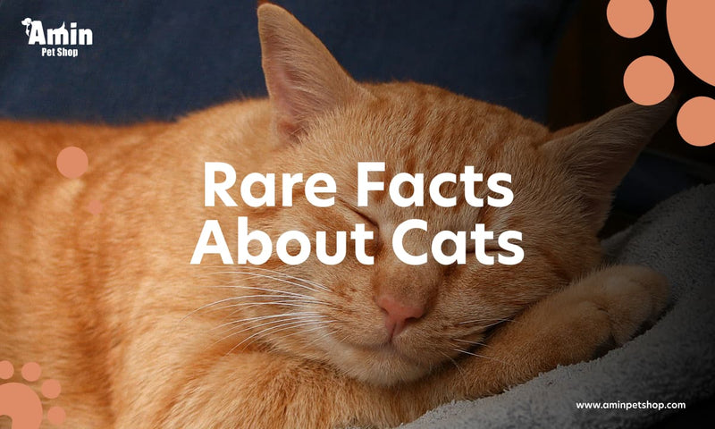 rare facts about cats
