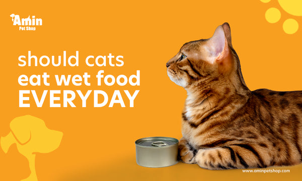 should cats eat wet food everyday