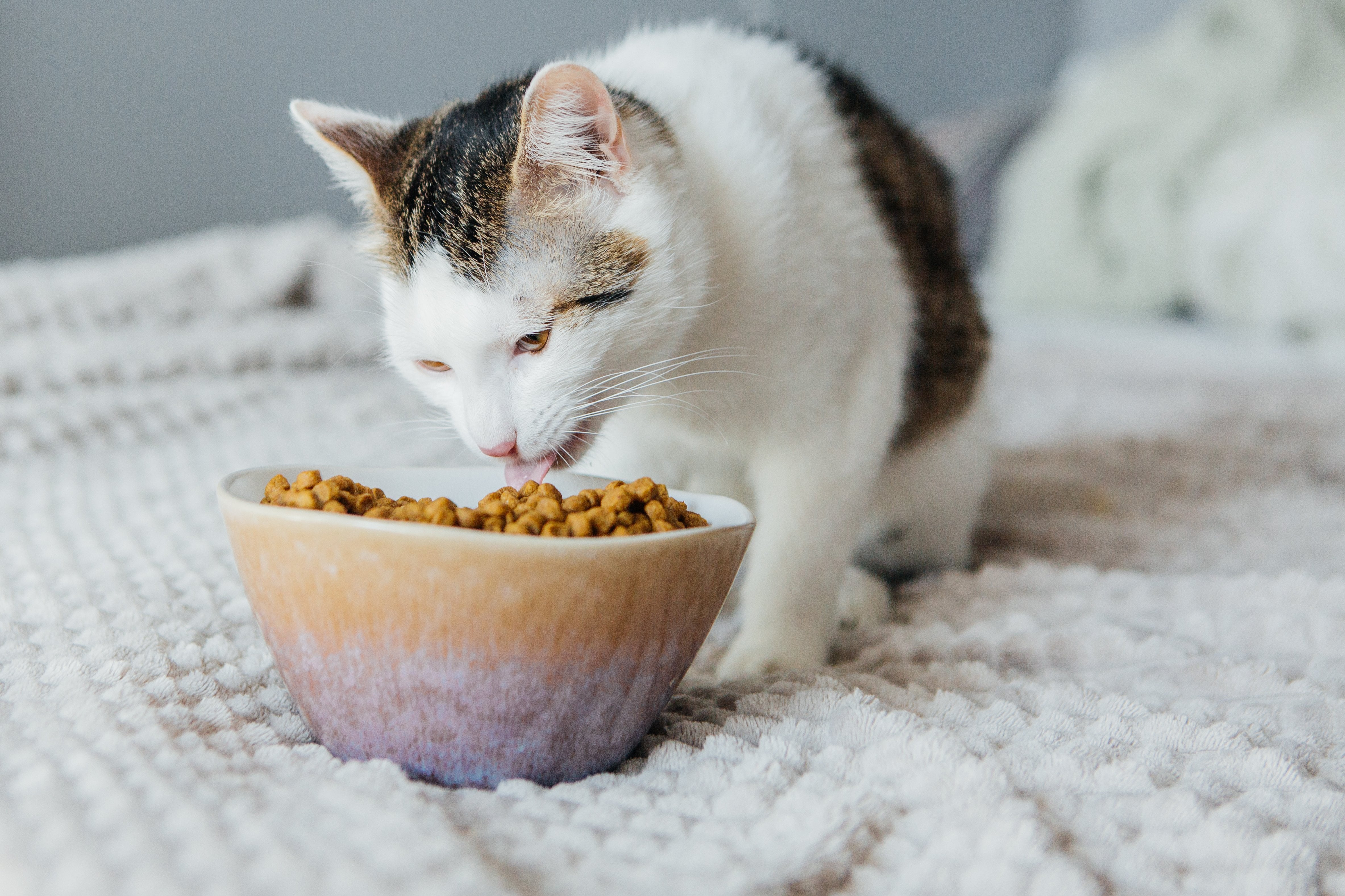 Cat Dry Food: Nutritious Meals for Your Feline Companion