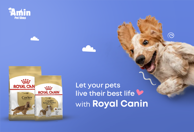 Animal 2024 dog shop