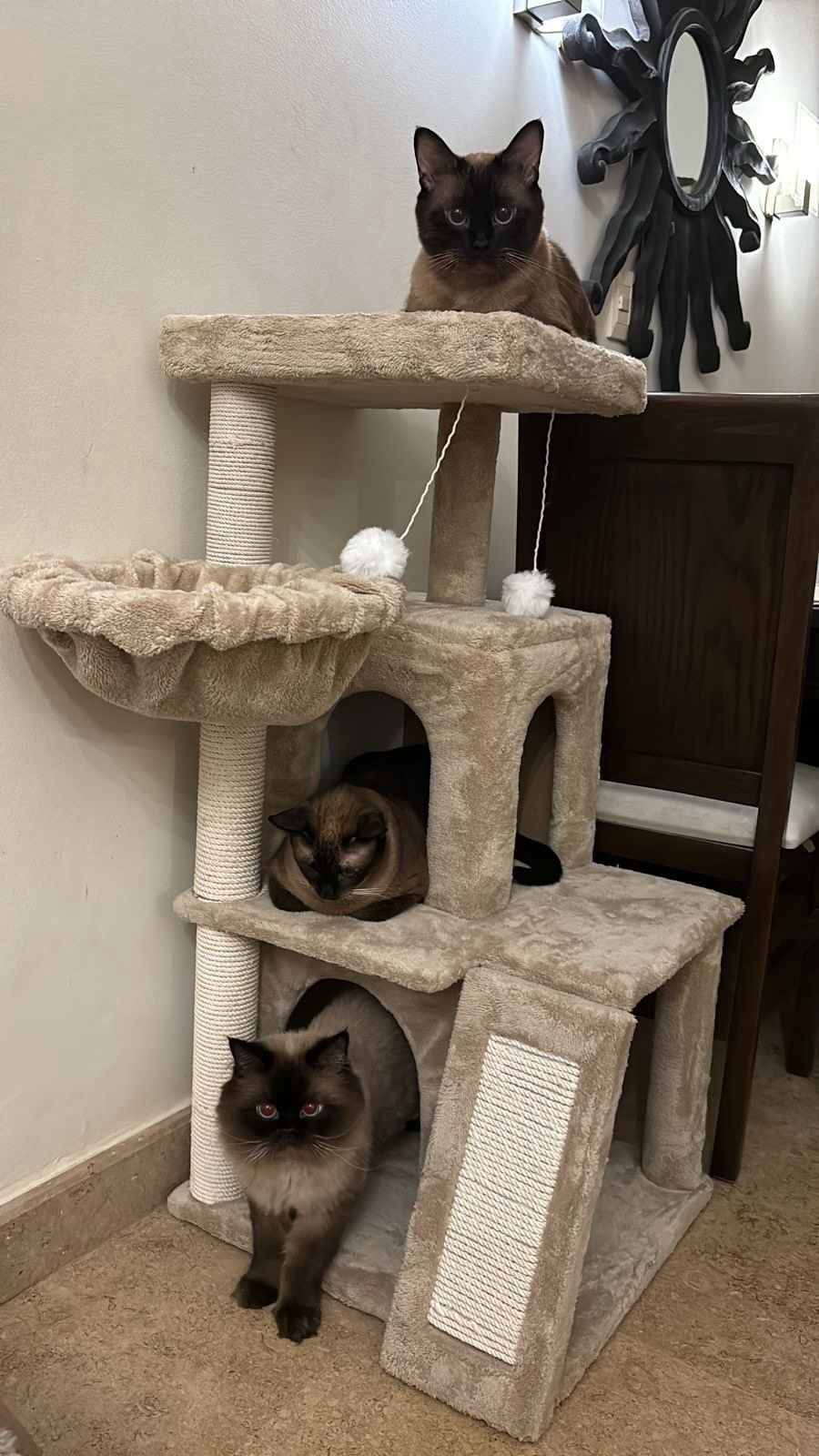 Cat house 10026