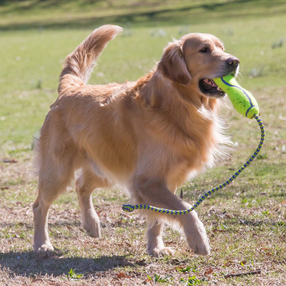 KONG® Air dog Squeaker Dog Toy (Stick)