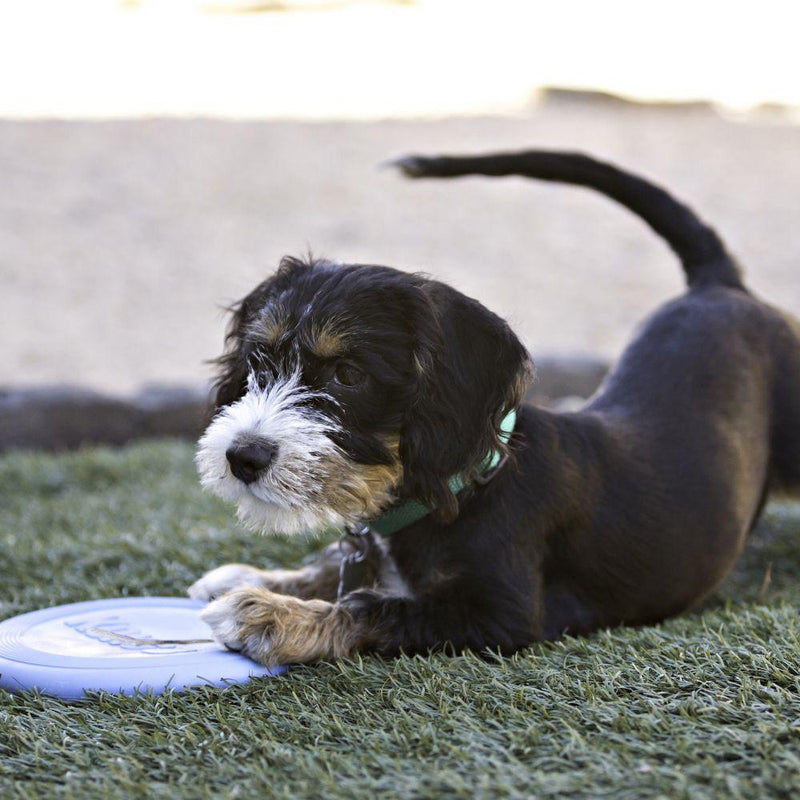 KONG® Puppy Flyer Small - Amin Pet Shop