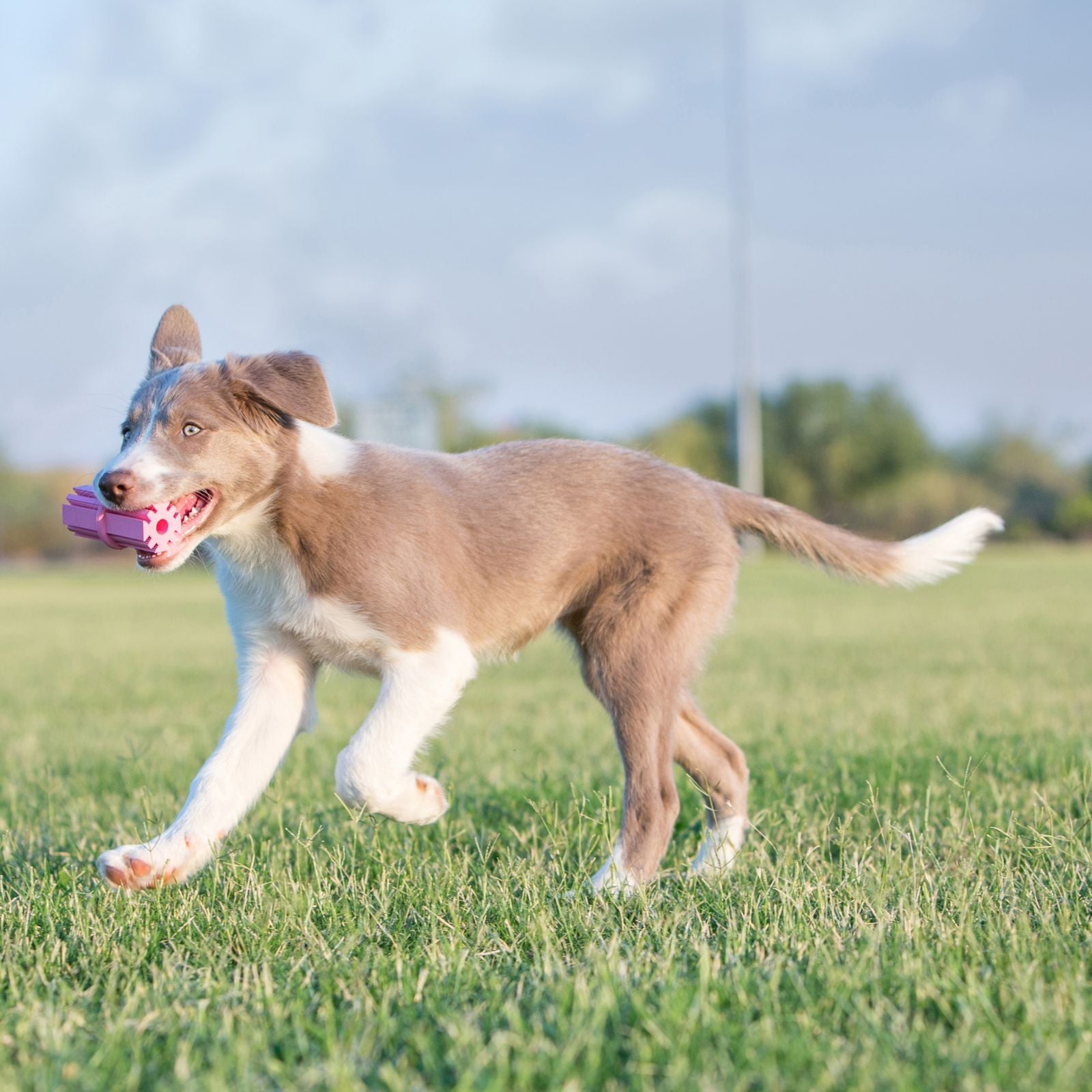 KONG®Teething Stick™