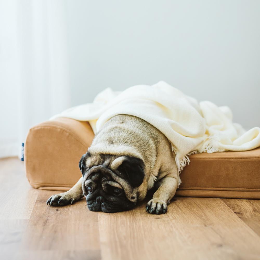 Big Barker Dog Bed