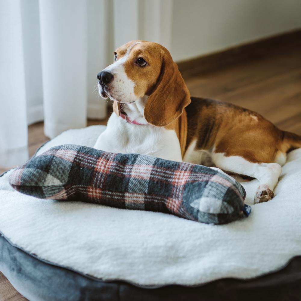 Daisy Pet Bed