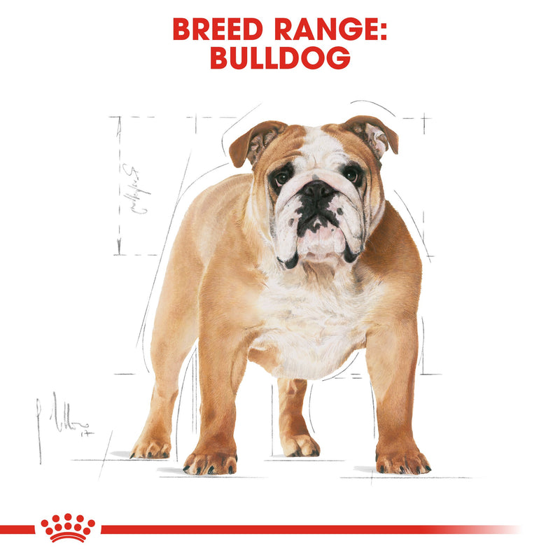 Royal Canin Bulldog Adult (3KG) - Dry food for adult dogs over 12 months - Amin Pet Shop