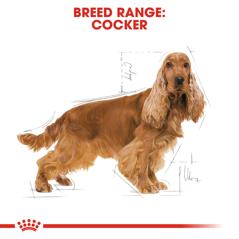Royal Canin Cocker Adult (3 KG) - Dry food for adult Cocker dogs over 12 months - Amin Pet Shop