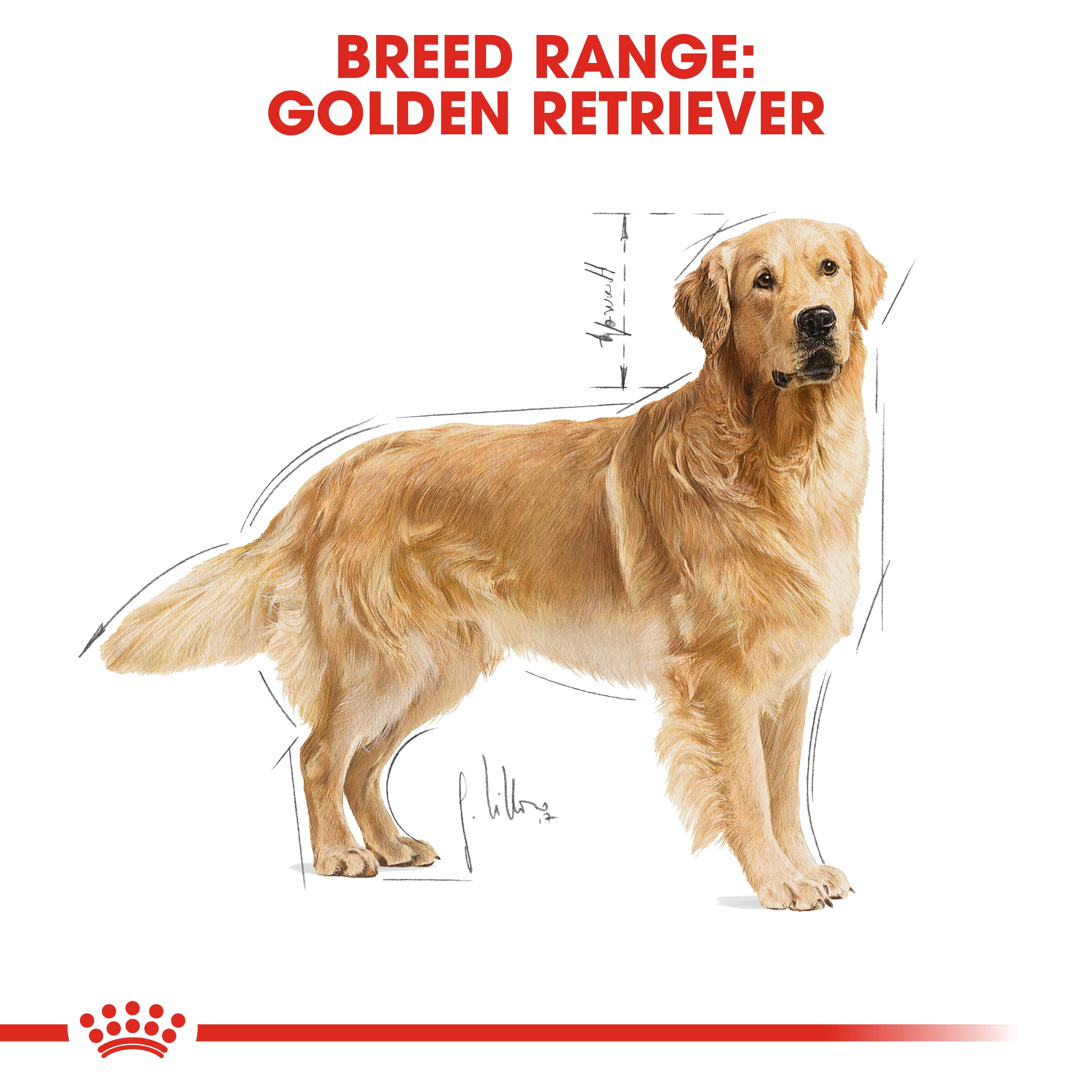 Royal Canin Golden Retriever Adult (3 KG) - Dry food for adult dogs over 15 months