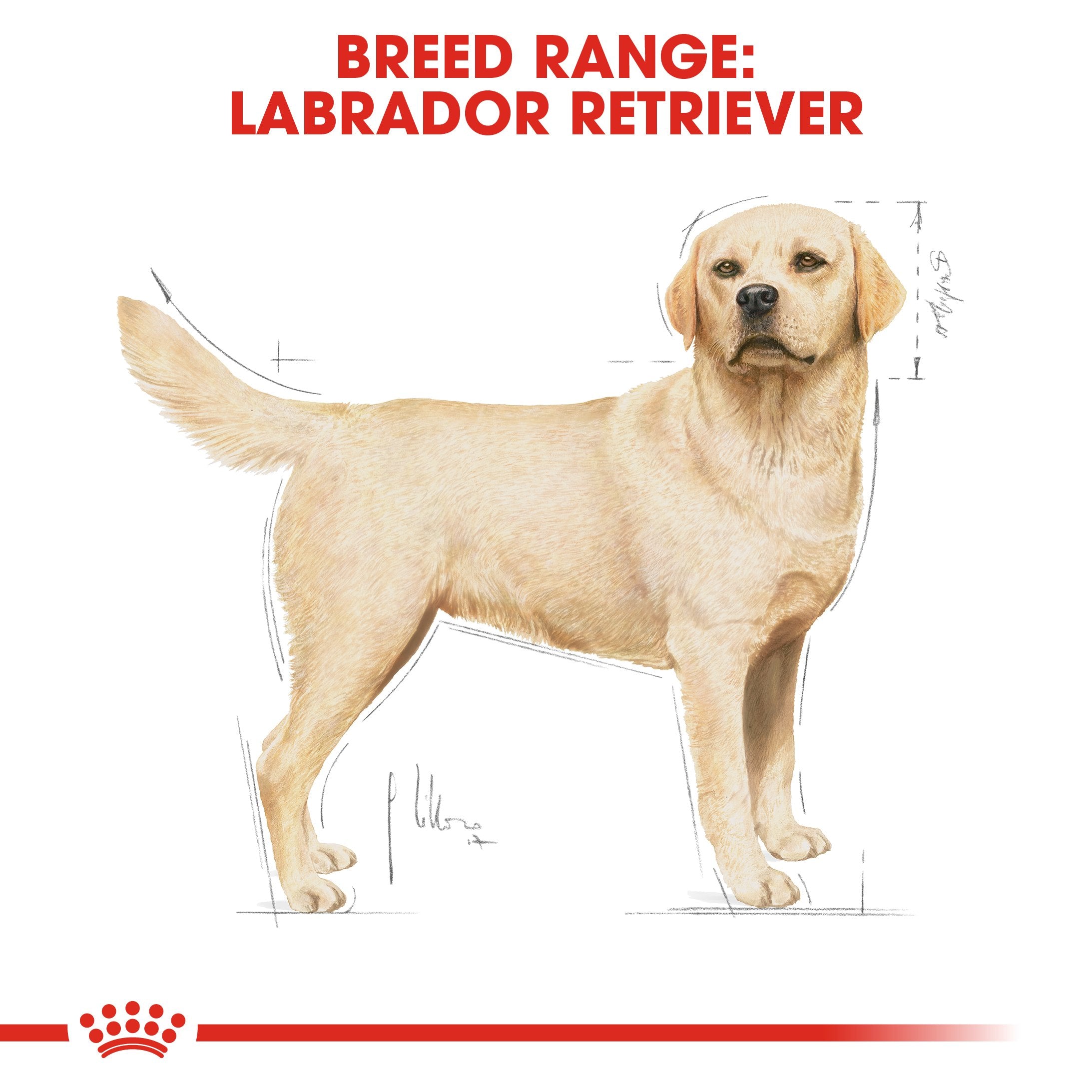 Royal Canin Labrador Retriever Adult (13KG) - Dry food for adult dogs over 15 months - Amin Pet Shop