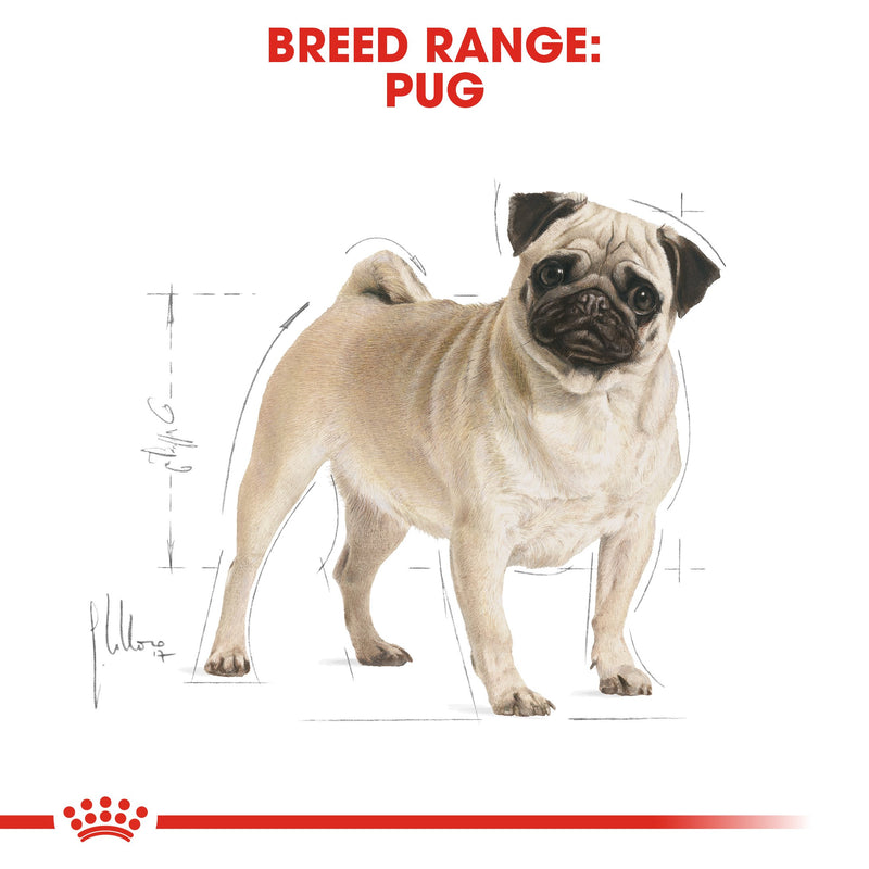 Royal Canin Pug Adult (1.5KG) - Dry food for adult dogs over 10 months old - Amin Pet Shop
