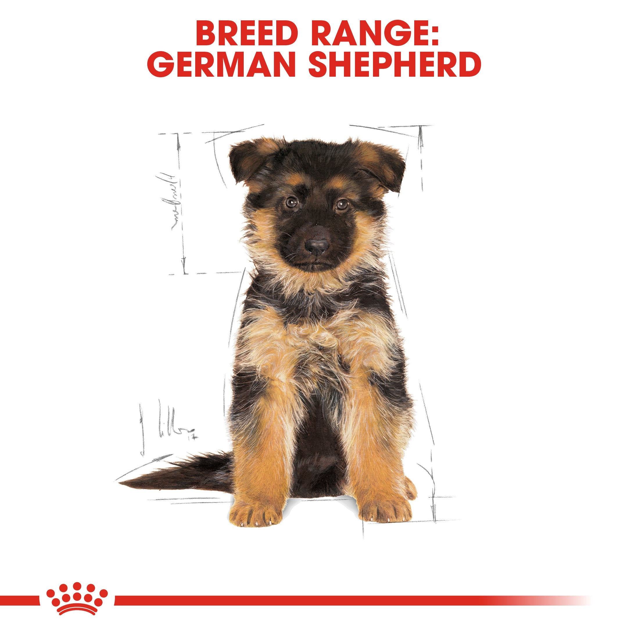 Royal Canin German Shepherd Puppy (16 KG) - Dry food for puppies up to 15 months - Amin Pet Shop