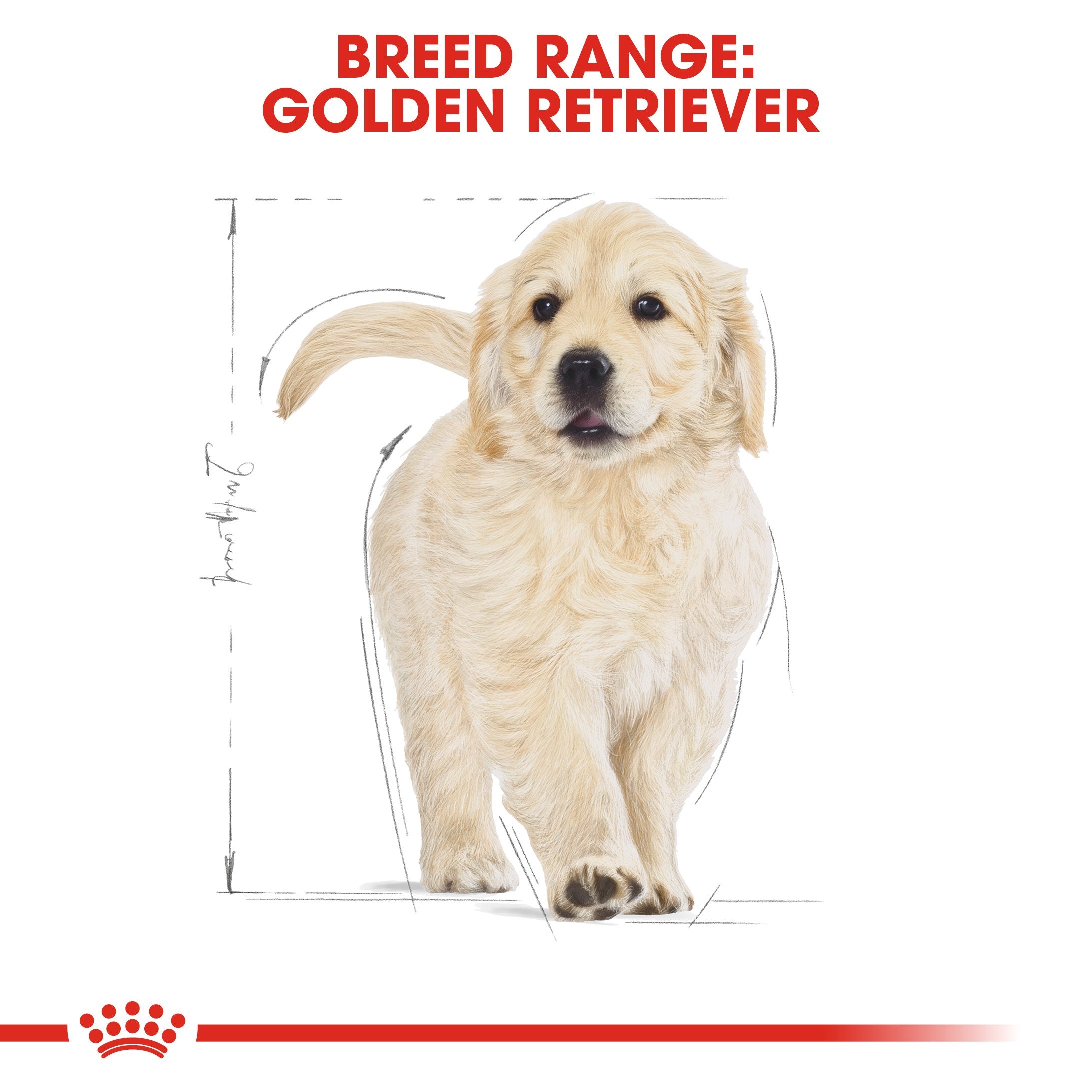 Royal Canin Golden Retriever Puppy (17KG) - Dry food for puppies up to 15 months - Amin Pet Shop