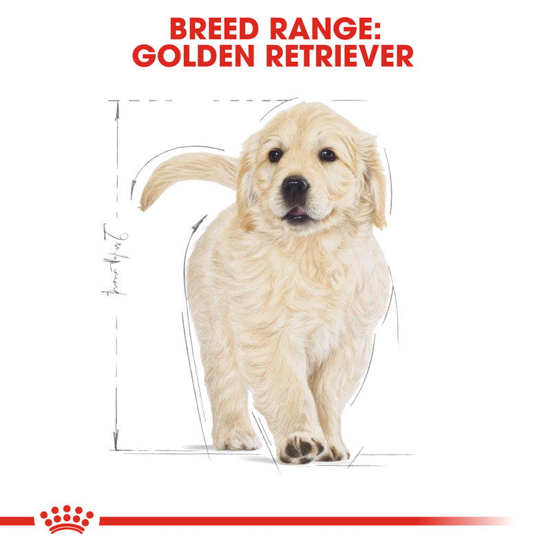 Royal Canin Golden Retriever Puppy (3 KG) - Dry food for puppies up to 15 months