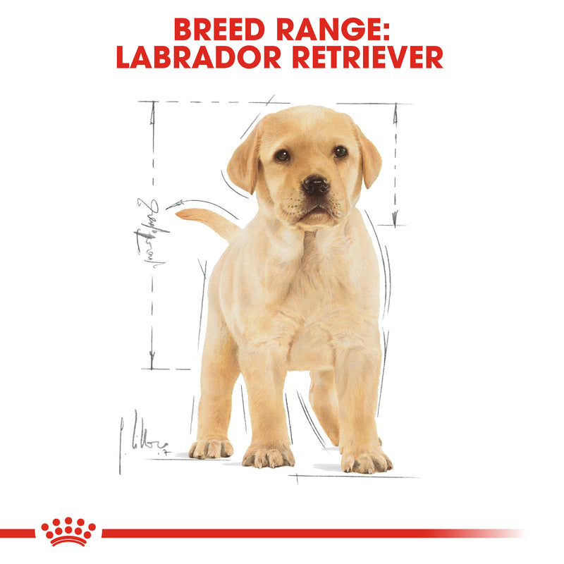 Royal Canin Labrador Retriever Puppy (3 KG) - Dry food for puppies up to 15 months