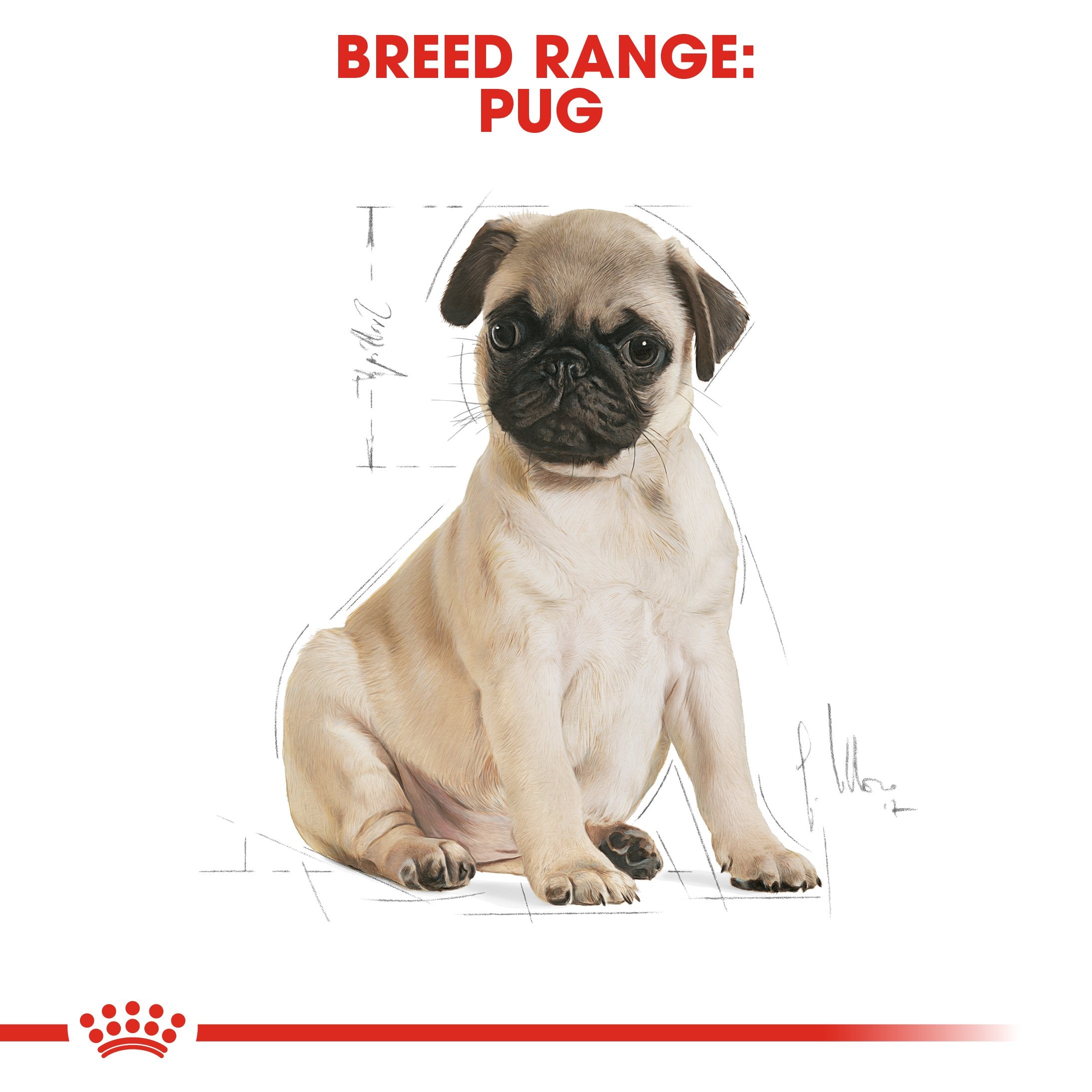 Royal Canin Pug Puppy (1.5) - Dry food for puppies 10 months - Amin Pet Shop