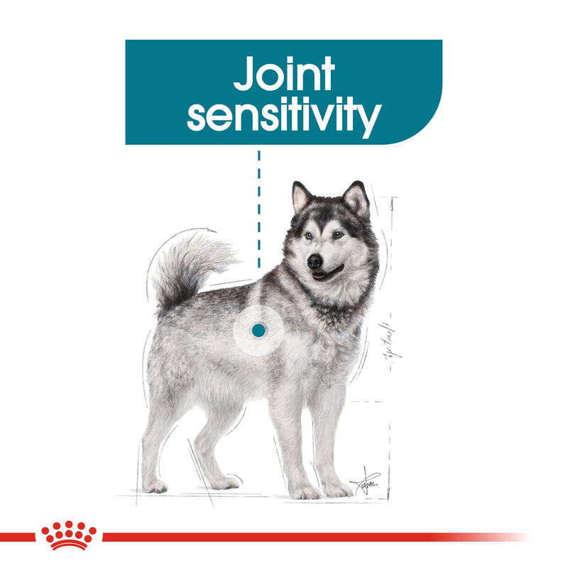 Royal Canin Maxi Joint Care (10 KG)- Dry Food for large dogs from 26 to 44 KG prone to joint sensitivity. Over 15 months