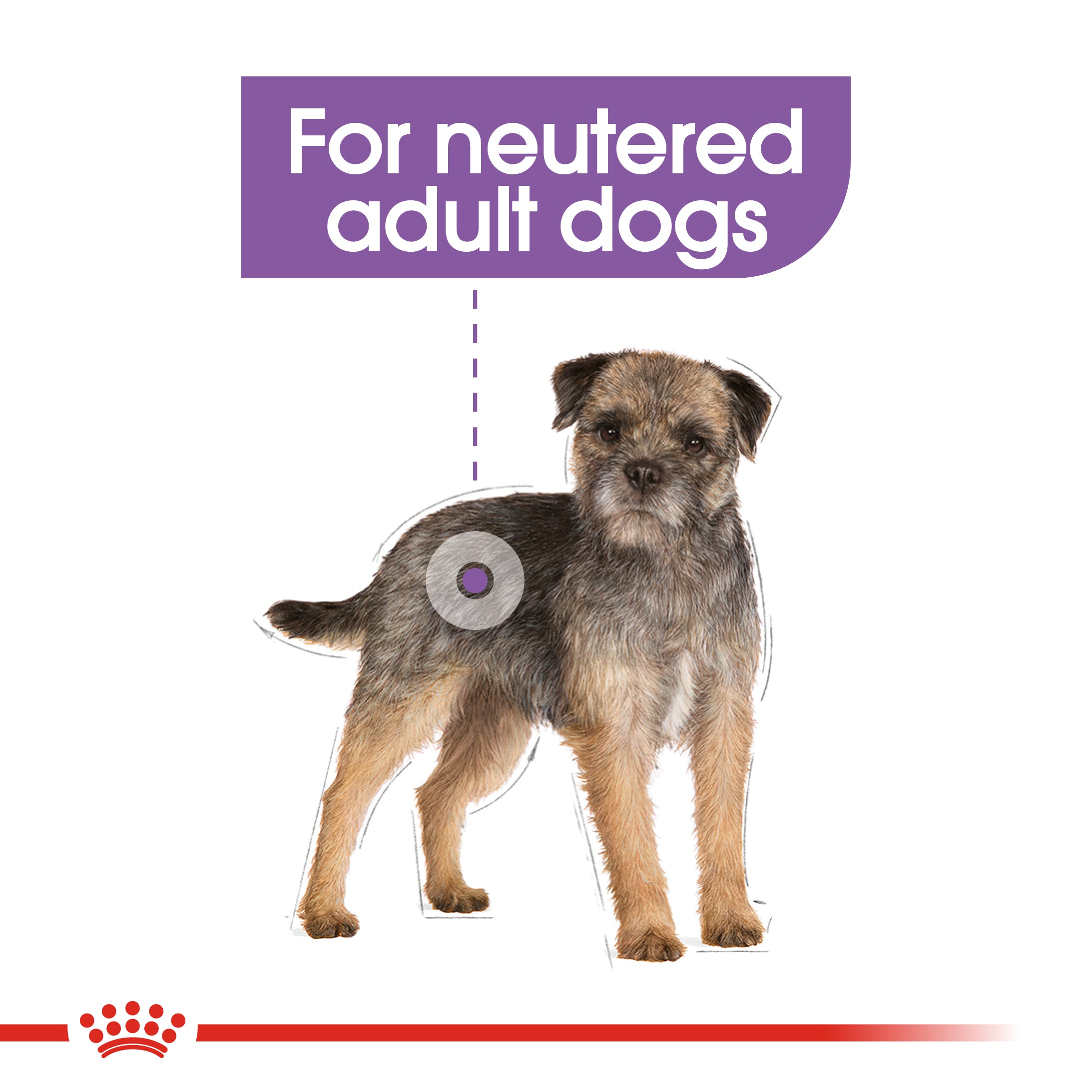 Royal Canin Mini Sterilised (3 KG) - Dry food for small dogs up to 10 KG. Over 10 months