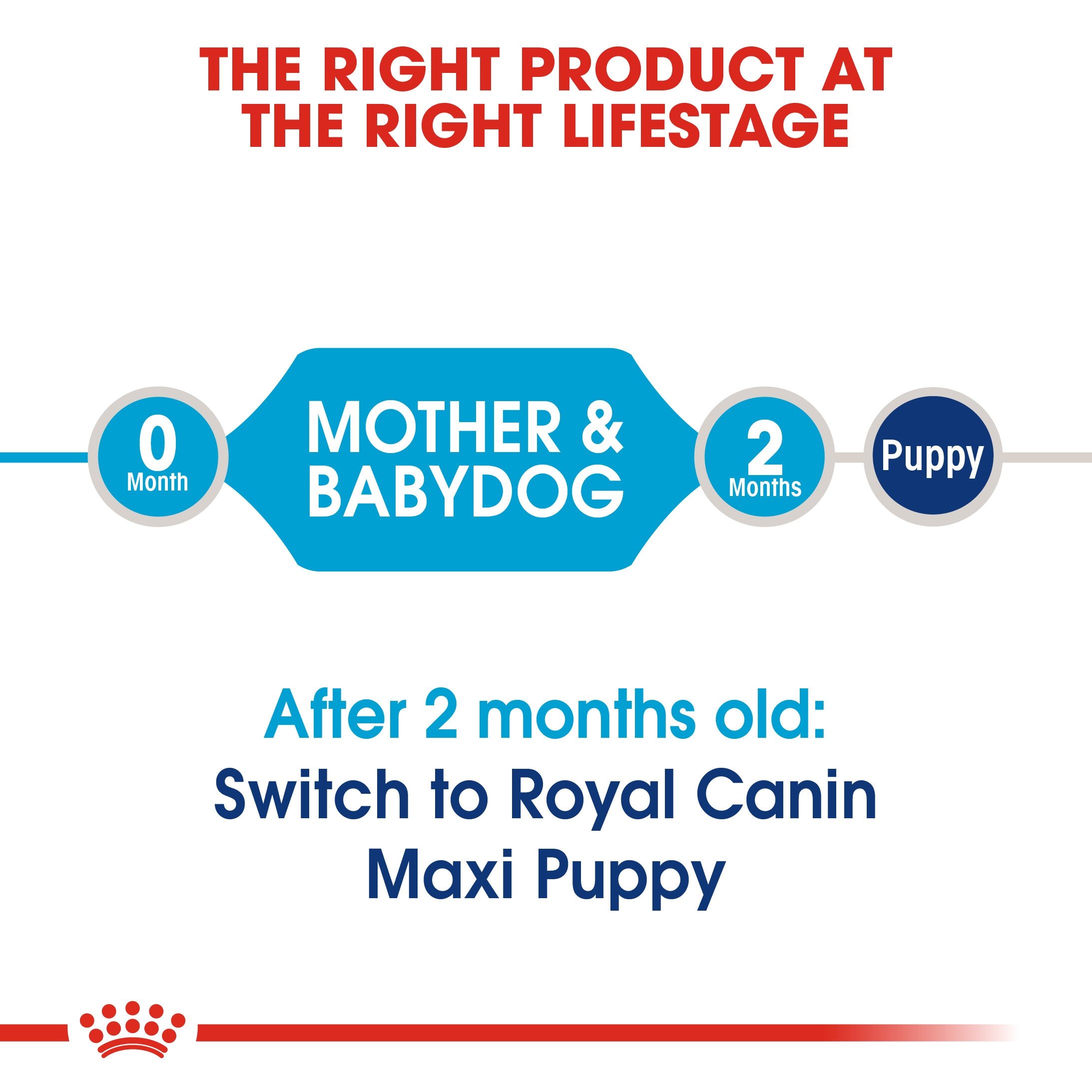 Royal Canin Maxi Starter Mother and Babydog (4 KG) - Dry food for large puppies - Adult weight between 26 and 44 KG. Mother during gestation and lactation - Weaning puppies up to 2 months - Amin Pet Shop