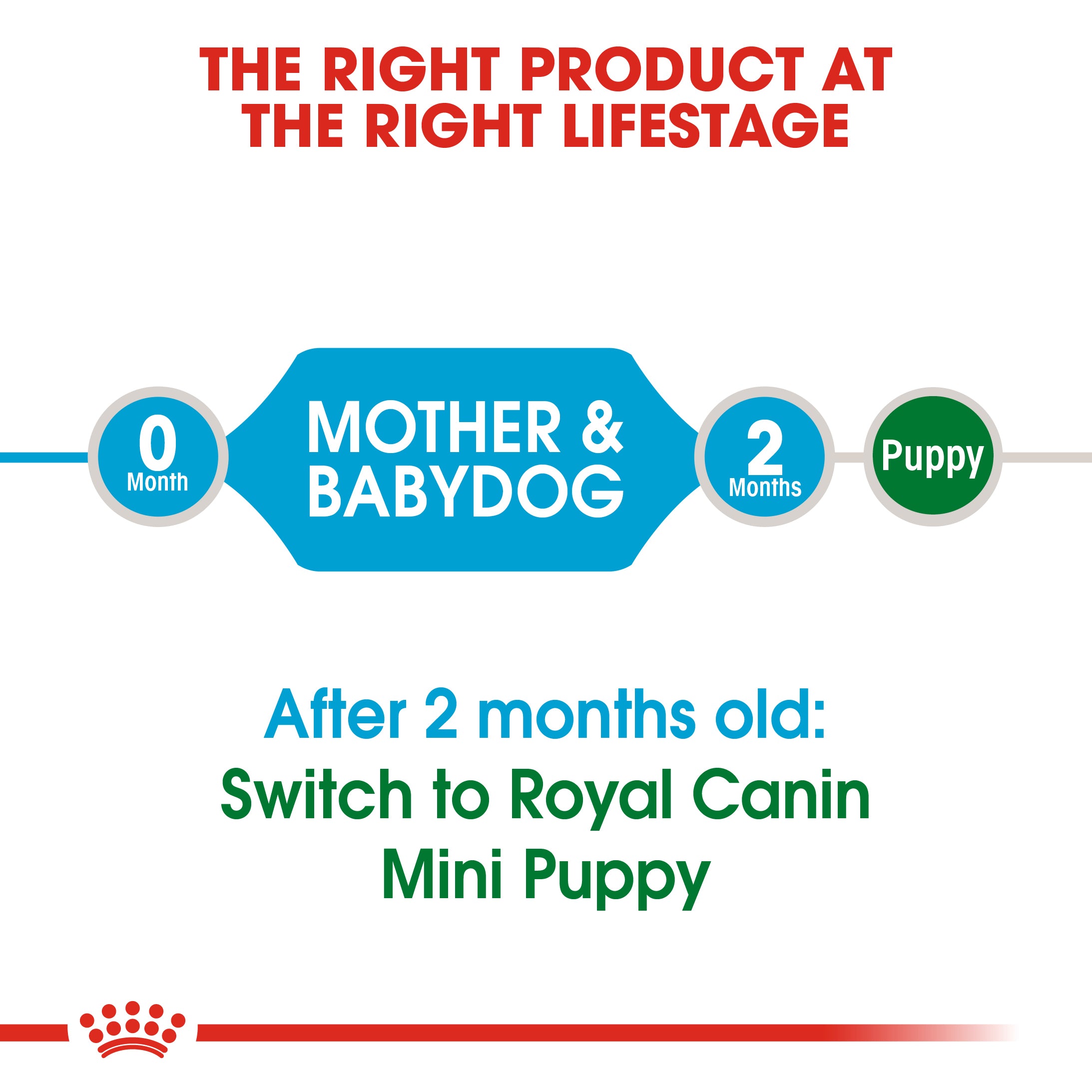 Royal Canin Mini Starter Mother & Babydog (1 KG) - Dry food for mini puppies. Adult weight up to 10 KG - Mother during gestation and lactation - Weaning puppies up to 2 months