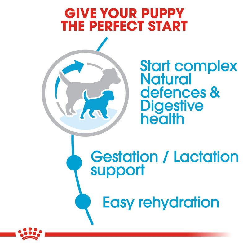 Royal Canin Mini Starter Mother & Babydog (1 KG) - Dry food for mini puppies. Adult weight up to 10 KG - Mother during gestation and lactation - Weaning puppies up to 2 months