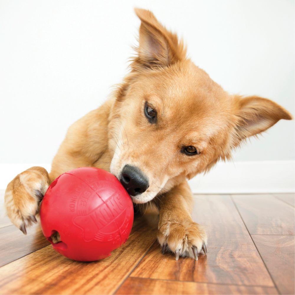 KONG® Biscuit Ball™ - Amin Pet Shop