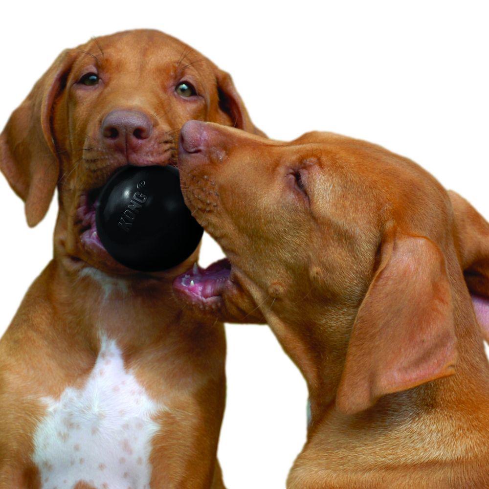 KONG® Extreme Ball Medium/Large - Amin Pet Shop